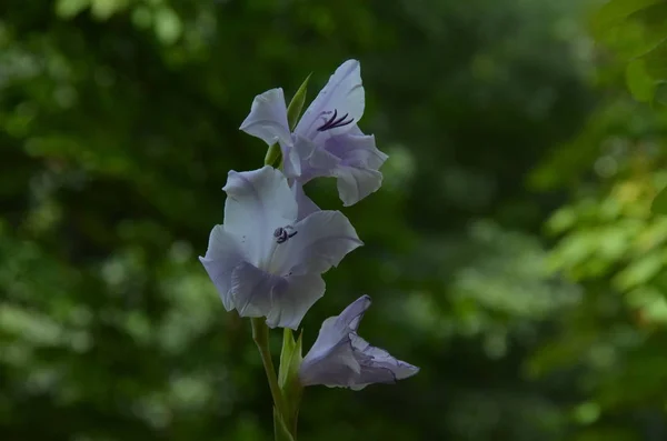Двухцветный лилак и белый цветок гладиолуса на зеленом природном фоне — стоковое фото