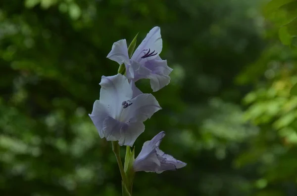 Liliacul bicolor și floarea albă de gladiolus în fundal natural verde — Fotografie, imagine de stoc