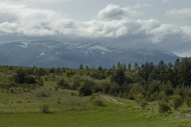 Yeşil glade ve Plana dağ tovard Vitosha mountain ormanda bahar doğanın güzel manzara