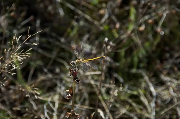 Κίτρινη λιβελλούλη ή Odonata σε ένα ξηρό χόρτο πεδίο — Φωτογραφία Αρχείου