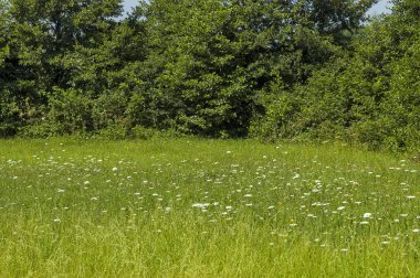 Yeşil glade, güzel kokulu çiçek kır çiçeği ve orman, merkezi Balkan dağ, Stara Planina yaz doğanın güzel manzara