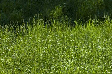 Makro çim yeşil arka plan üzerinde orta Balkan dağ, Stara Planina tırmanıştır
