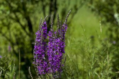 Çiçek taze heather veya Celluna vulgaris çayırda merkezi Balkan dağ, Stara Planina
