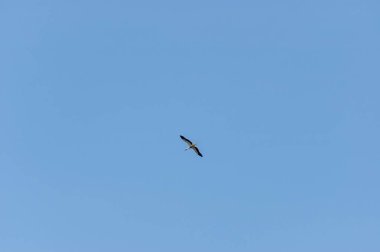 Beyaz leylek gökyüzünde, orta Balkan dağ, Stara Planina uçan.