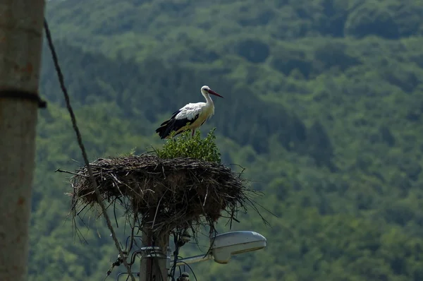 Storch, der bei Sommerwetter in seinem Nest steht, Dorf Duschanzi, zentrales Balkangebirge, stara planina — Stockfoto