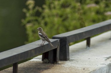 Baraj veya rezervuar Dushantsi River Topolnitsa, merkezi Balkan dağ, Stara Planina çite hasta serçe kuş