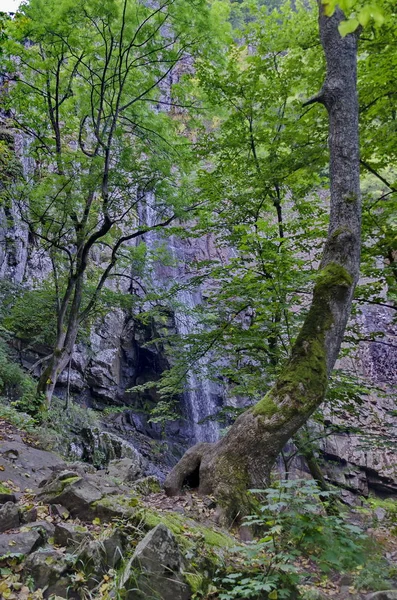 Grüne Buchen Sommerwald vor Boyana Wasserfälle und Felsen, vitosha — Stockfoto