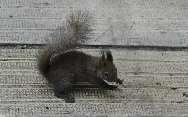 Écureuil brun ou écureuil vulgaire dans le jardin — Photo