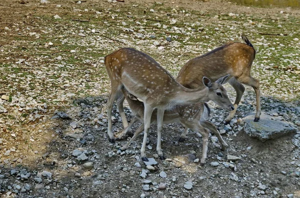 Due capre o Capreolus capreolus e un bambino succhiare nel pascolo — Foto Stock