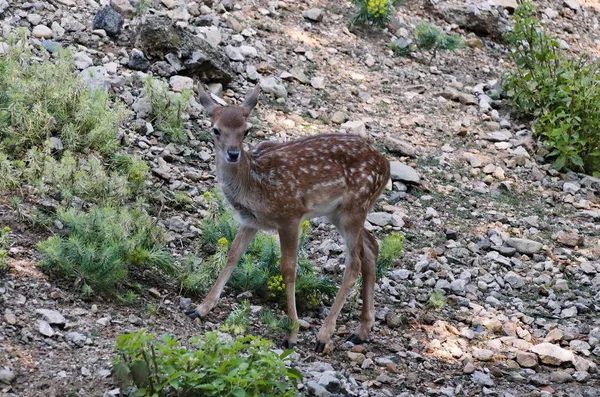 Un capriolo fuori un turno in pascolo — Foto Stock