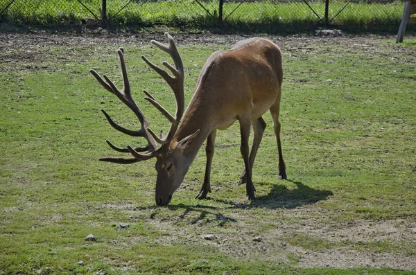 Satu rusa keluar giliran di lapangan, Sofia — Stok Foto