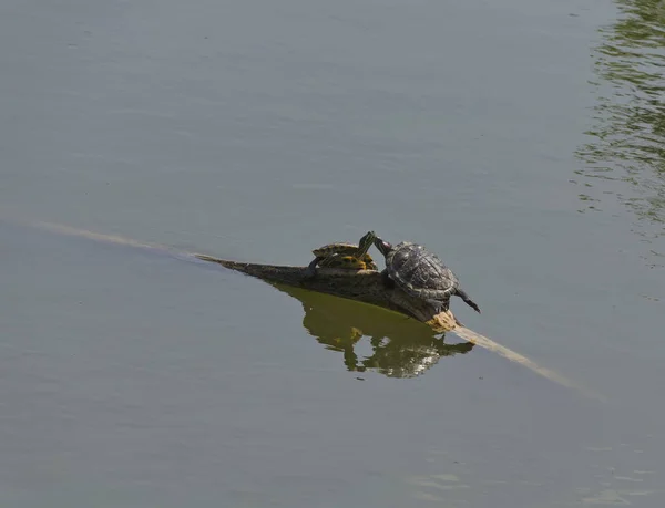 Fazendo amor de duas tartarugas ou terrapin na árvore caída na lagoa — Fotografia de Stock