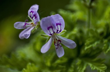 Rose Sardunya veya ıtır çiçek bahçesinde yakın çekim
