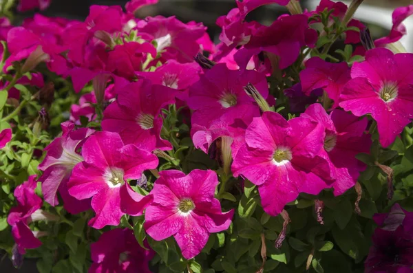 公園ボリソヴァ グラディナのスタック ピンクのペチュニアの花 — ストック写真