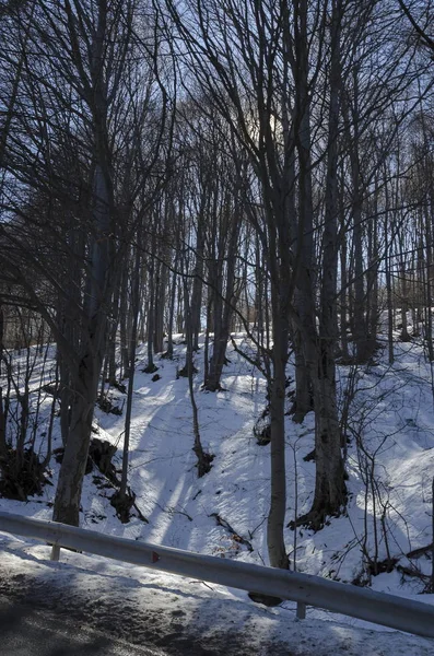 Solljus bok eller fagus forest på vintern i Vitosha-berget — Stockfoto
