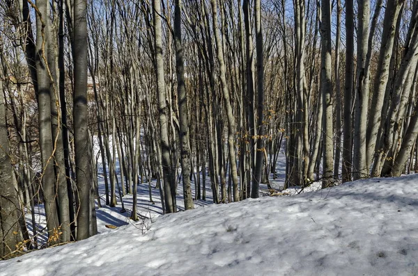 Structuurbeuken resp. fagus bos op wintertijd in Vitosha mountain — Stockfoto