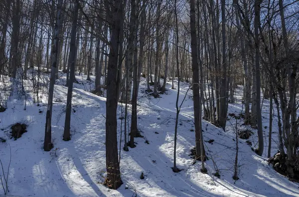 Buk lub fagus lasu na czas zimowy w masyw Witosza — Zdjęcie stockowe