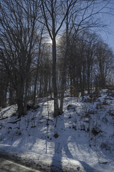 Światło słoneczne buk fagus lesie lub na czas zimowy w masyw Witosza — Zdjęcie stockowe