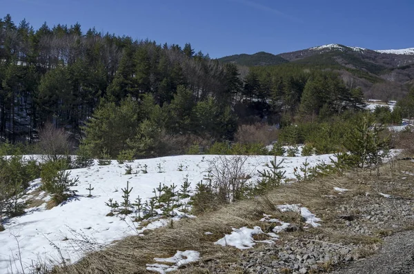 Escena de invierno magnética en bosque mixto en la montaña Vitosha —  Fotos de Stock