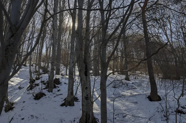 Solljus bok eller fagus forest på vintern i Vitosha-berget — Stockfoto