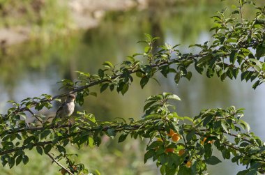 Evin üzerinde sarı meyve ve yaprakları ile yabani Erik branche serçe 