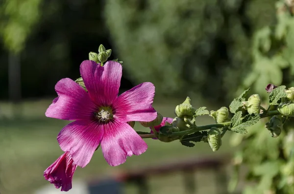 クローズ アップ葵やアレセア バラ色ピンク花の庭に蜂 — ストック写真