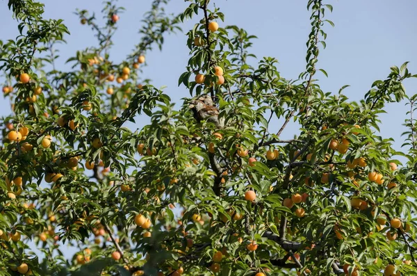 Pardal de casa descansando em branche de ameixa selvagem com frutas amarelas e folhas — Fotografia de Stock