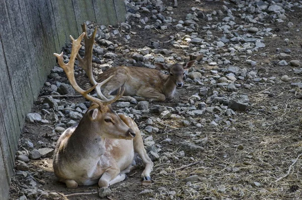 Capriolo o capriolo femmina e cervo maschio in piedi in un parco — Foto Stock