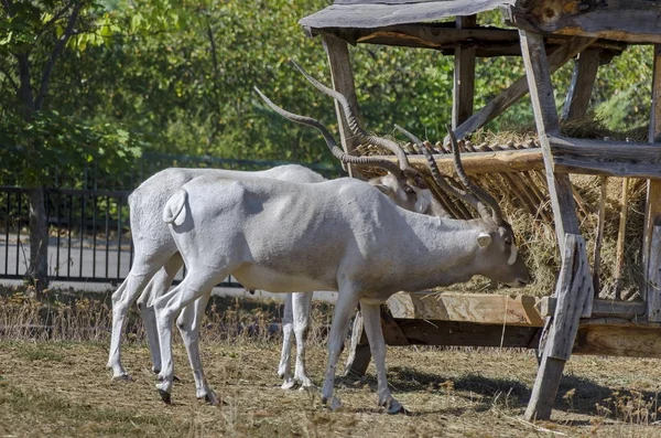 Dois antílopes brancos alimentam-se com feno em rack no parque — Fotografia de Stock