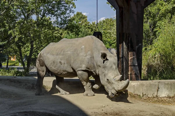 Rinoceronte branco ou Ceratotherium Simum caminham no parque — Fotografia de Stock