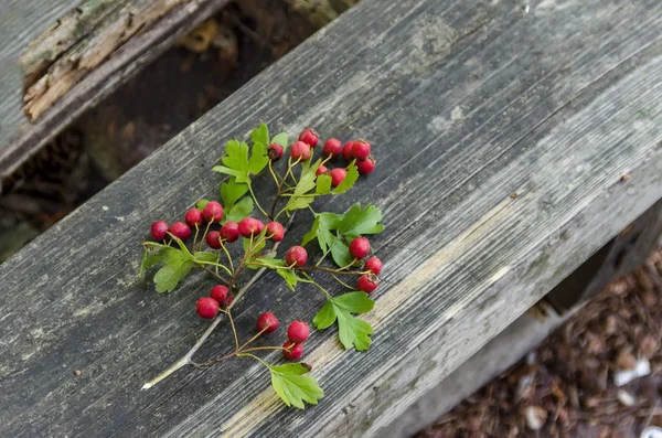 Rami di bacche e foglie di biancospino o di crataegus — Foto Stock