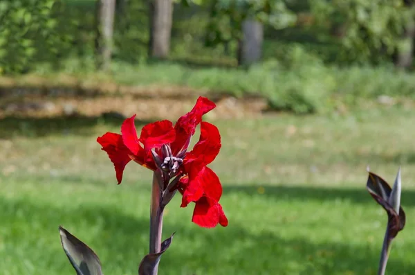 Flor de Canna roja en el campo — Foto de Stock