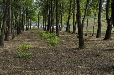 Seçme North park için dinlenme-Vrabnitsa bölgesi sonbahar eski orman ile 