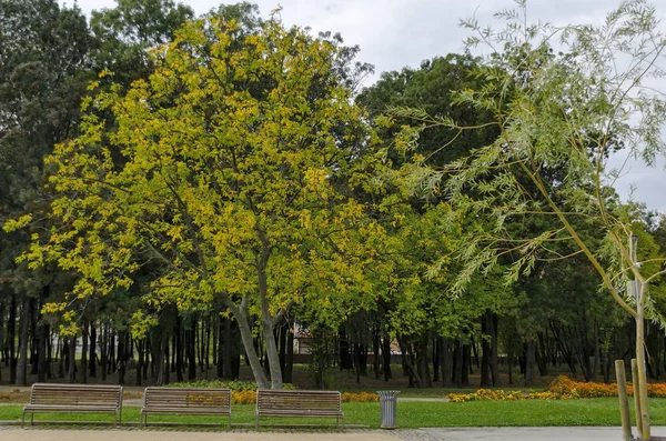 Népszerű Észak-park többi őszi régi erdőben, fapadon és virágoskert Vrabnitsa kerületben — Stock Fotó