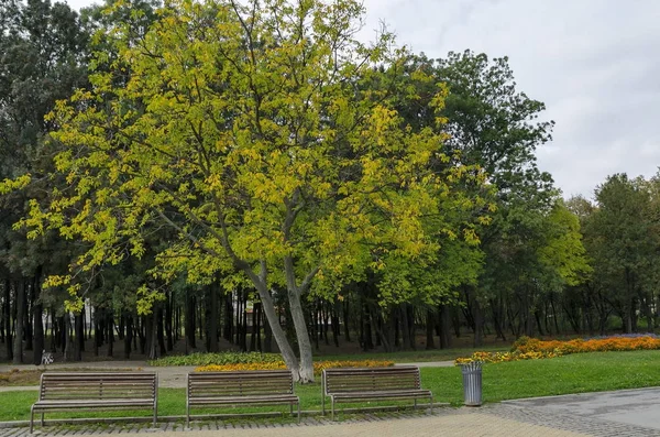 Seçme North park dinlenme sonbahar eski orman, ahşap Bank ve çiçek bahçesi Vrabnitsa bölgesinde için — Stok fotoğraf