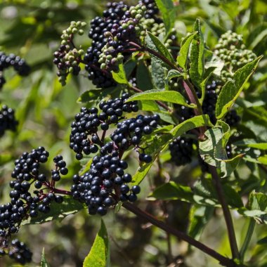 Danewort çalılık, zehirli bush veya Sambucus ebulus Fructus ebuli