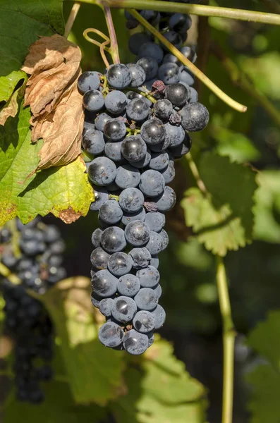 Bouquet frais de raisins noirs mûrs à la vigne pour le vin — Photo