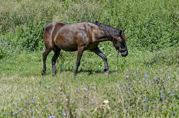 Одиночний коричневий кінь на літньому зеленому лузі — стокове фото