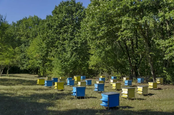森林のフィールドでのミツバチの巣箱を養蜂場の方を見る — ストック写真