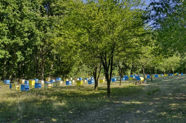 Blick in Richtung Bienenhaus mit Bienenstock im Wald — Stockfoto