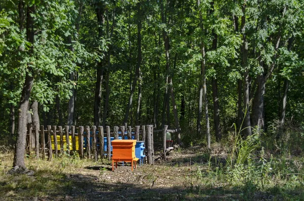 View towards apiary with bee hive and watering trough in the field at forest — стоковое фото