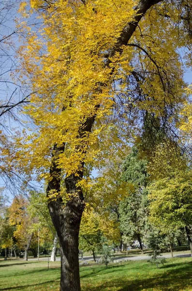 Populaire parc Zaimov pour se reposer et marcher avec feuillage jaune automnal, district d'Oborishte — Photo