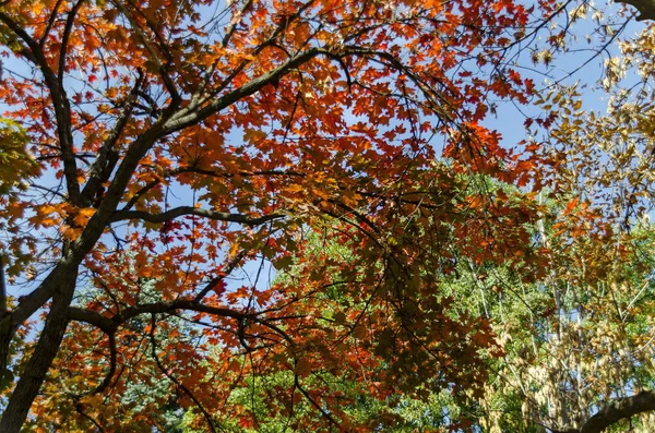 Популярний парк запозичень для відпочинку та прогулянки з autumnal жовті та червоні листя, Oborishte район — стокове фото