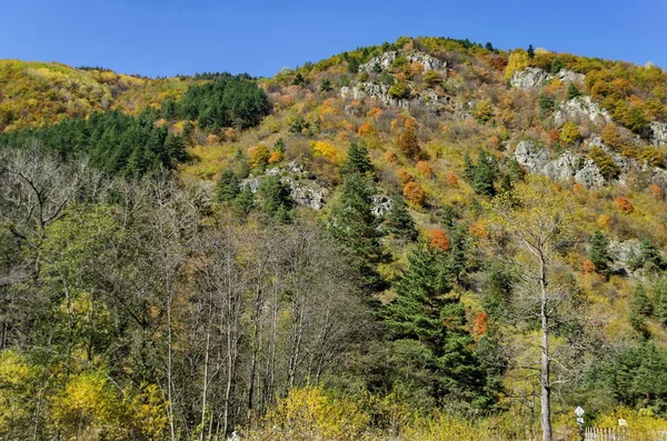 Paysage Montagneux Avec Arbres Différents Dans Forêt Automnale Vénérable Clairière — Photo