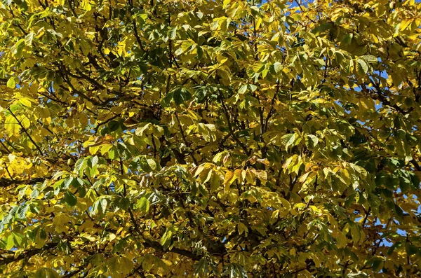 Natürlicher Hintergrund Aus Herbstlichem Laub Des Kastanienbaums Rila Mountain Bulgarien — Stockfoto