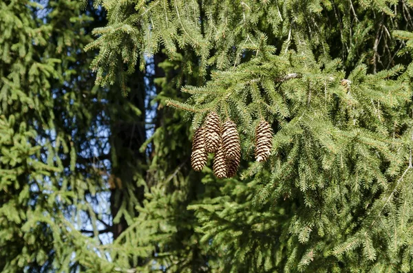 Branch Coniferous Tree Strobile Rila Mountain Bulgaria — Stock Photo, Image