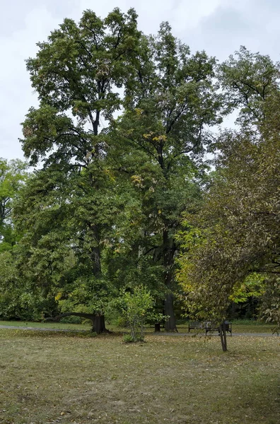 Bela Floresta Outonal Com Veneráveis Coníferas Árvores Caducifólias Localizada Monumento — Fotografia de Stock