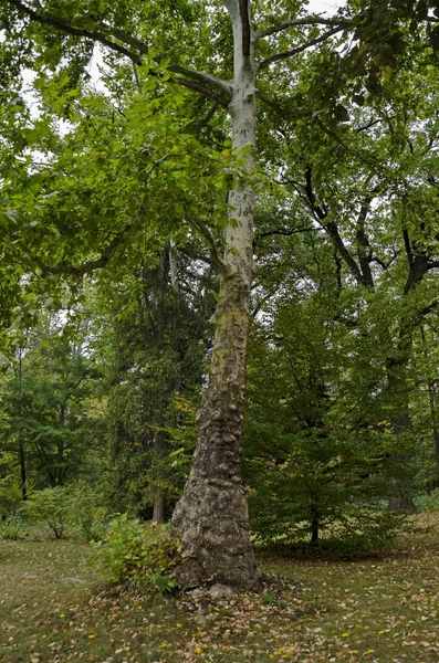 Hermoso Bosque Otoñal Con Venerables Coníferas Árboles Hoja Caduca Ubicado — Foto de Stock