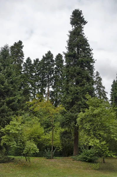 Hermoso Bosque Otoñal Con Árboles Venerables Ubicado Monumento Nacional Arquitectura —  Fotos de Stock