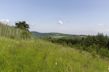 Orman yamaç, yeşil glade ve güzel kokulu çiçek kır çiçeği, Plana dağ, Bulgaristan ile yaz doğanın güzel manzara